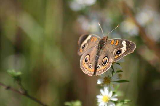 Image of Common buckeye