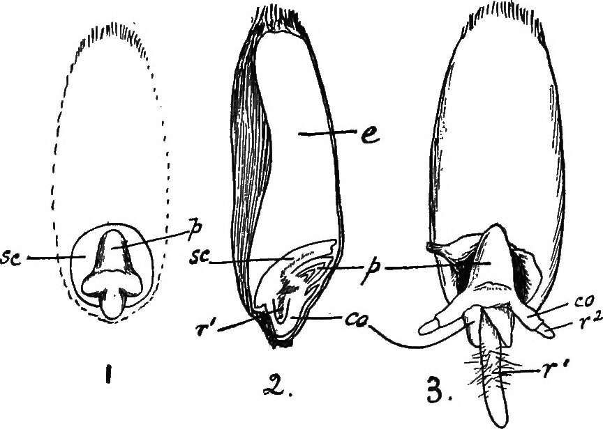 Imagem de Triticum aestivum L.