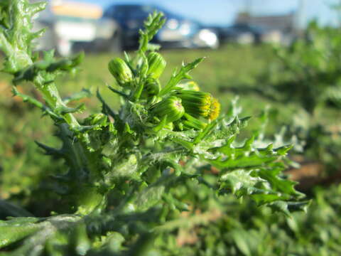 Image of groundsel