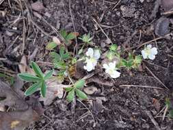 Imagem de Potentilla alba L.