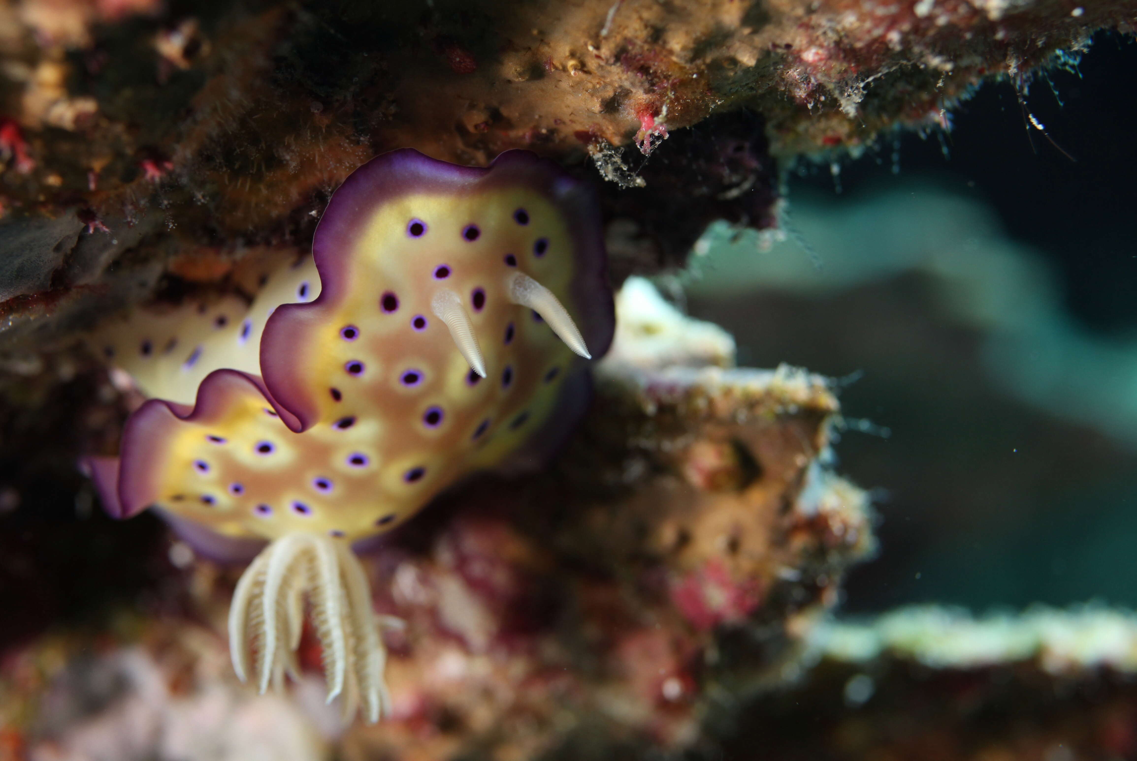 Image of Purple spot skirt lifter slug