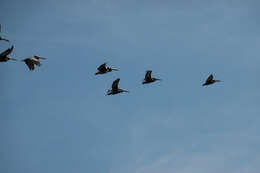 Image of Peruvian Pelican