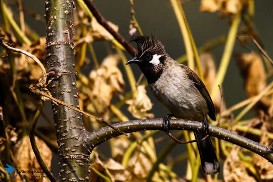 Image of Himalayan Bulbul