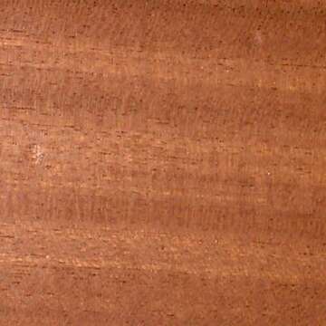 Image of Sapele