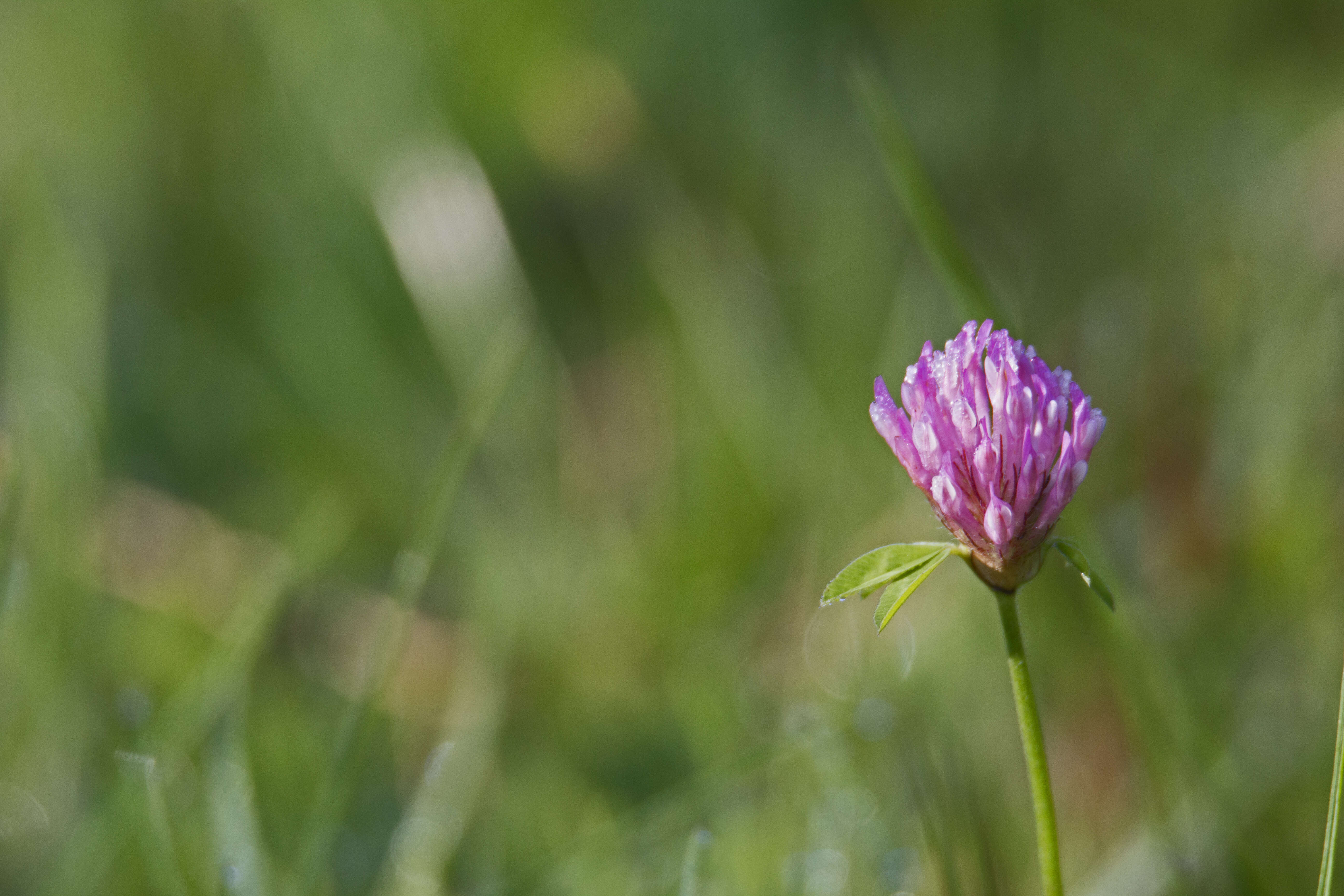 Image of Red Clover