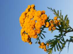 Image of common tansy