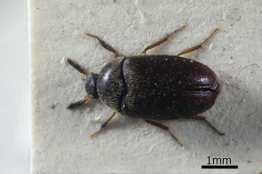 Attagenus unicolor (Brahm 1791) resmi