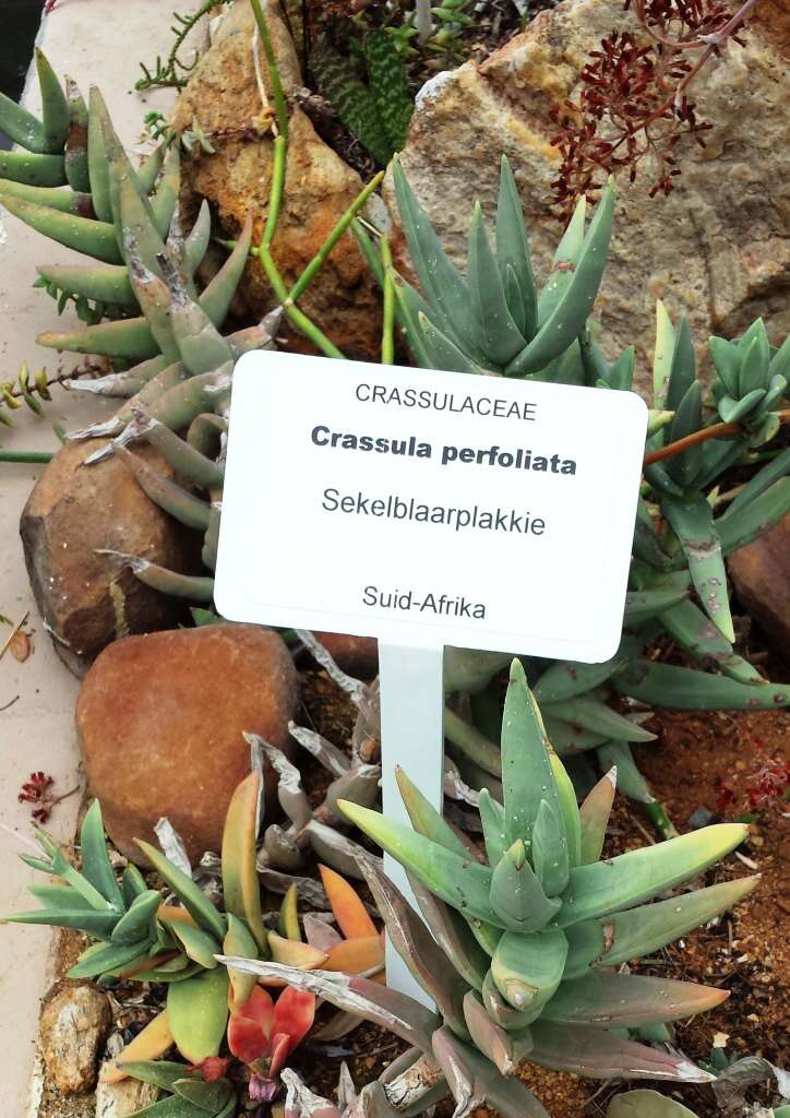 Слика од Crassula perfoliata L.