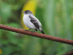 Serpophaga cinerea (Tschudi 1844)的圖片