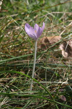 Image of Autumn crocus