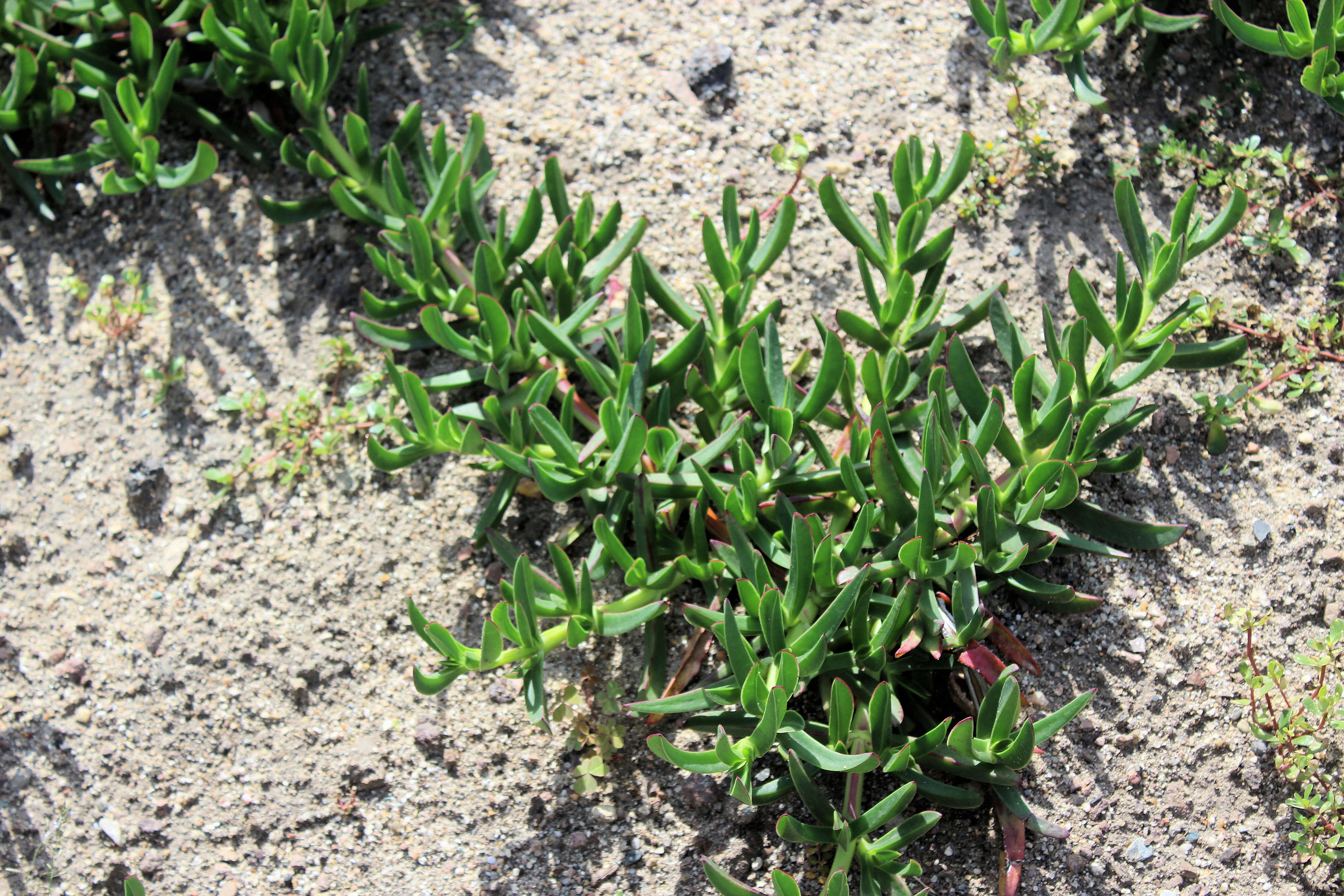 Image of Cleretum bellidiforme (Burman fil.) G. D. Rowley