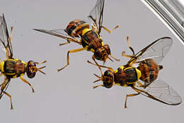 Image of Bactrocera invadens Drew, Tsuruta & White 2005