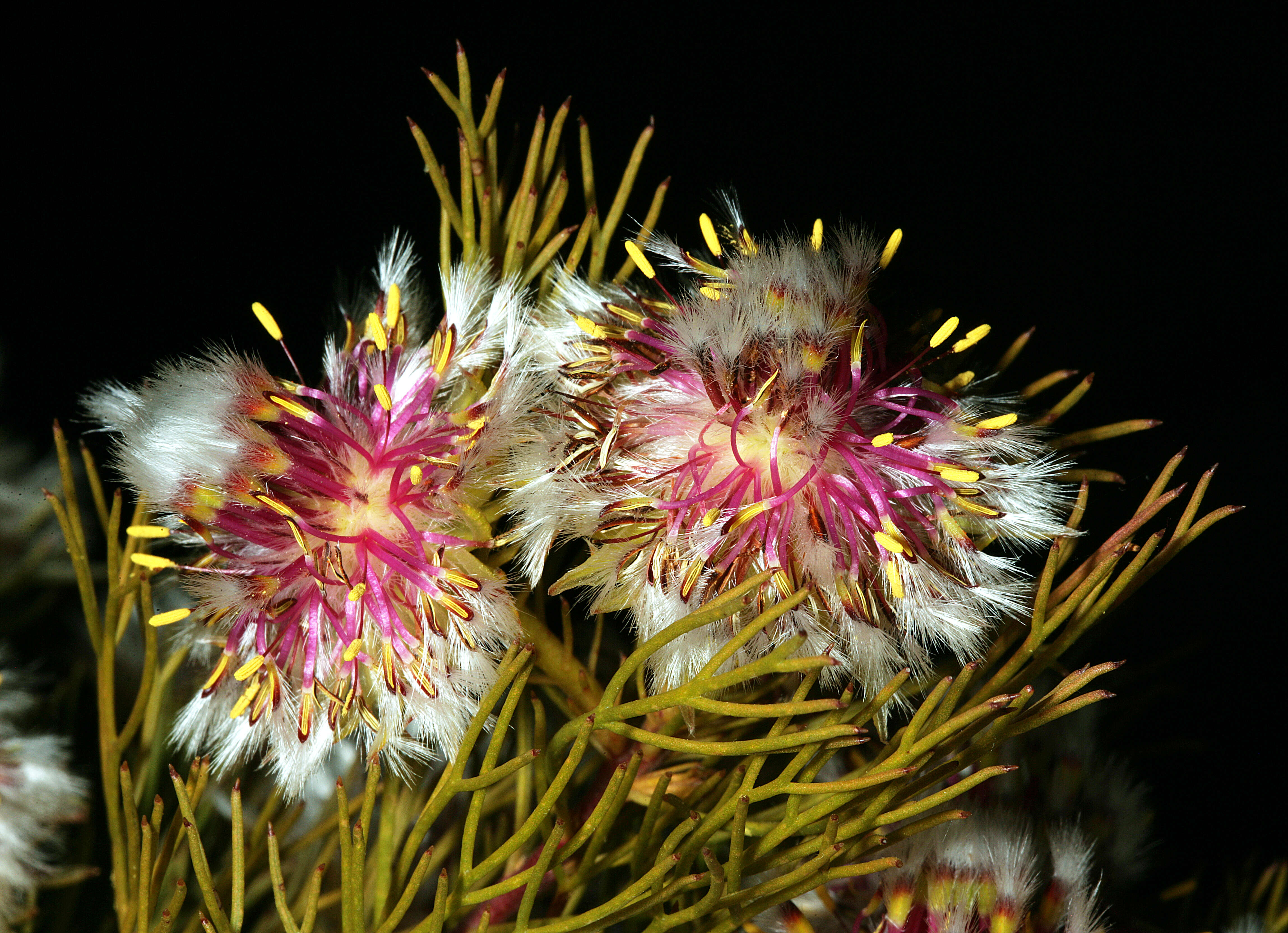 Imagem de Serruria phylicoides (Berg.) R. Br.