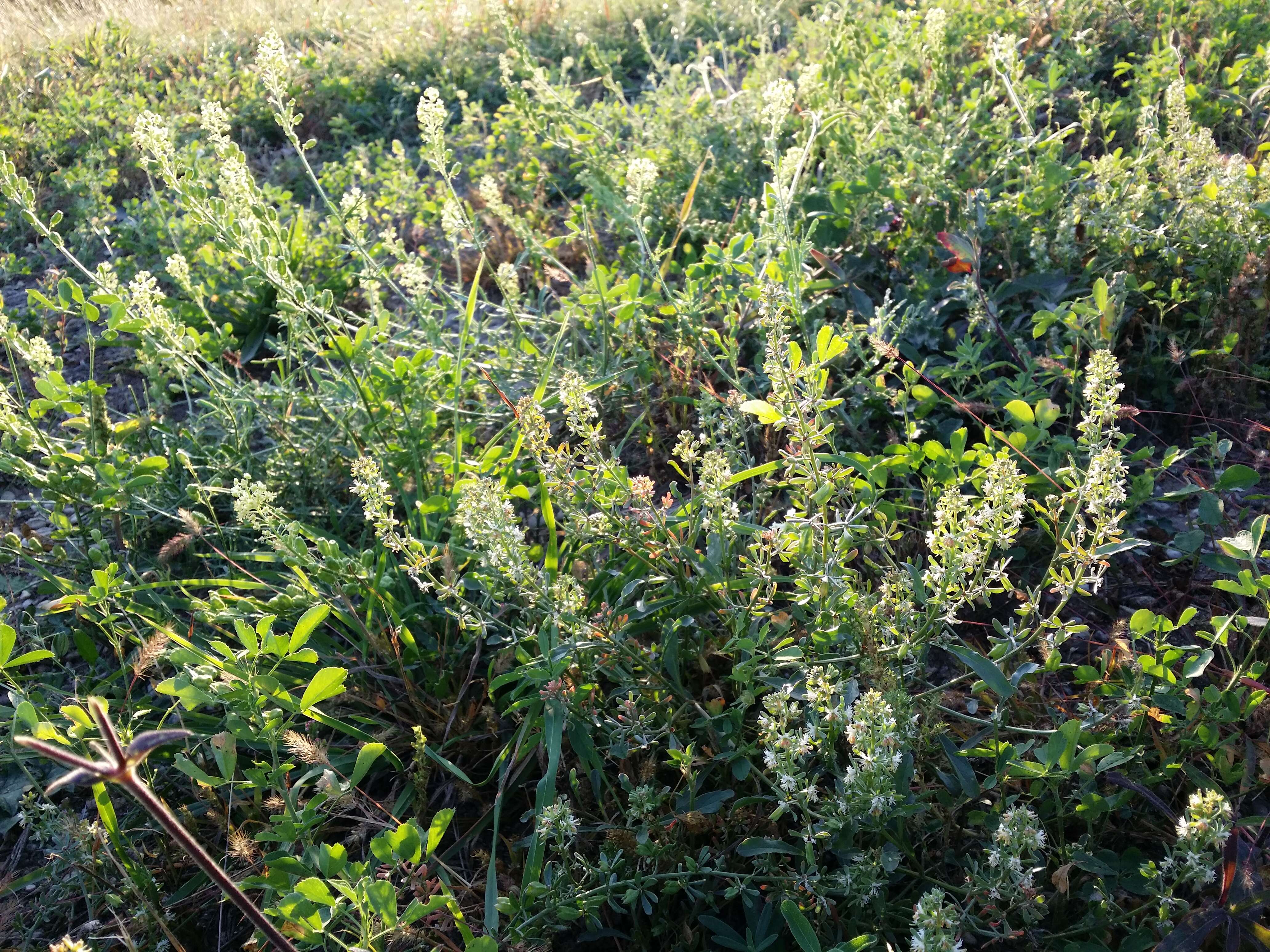 Image of rampion mignonette