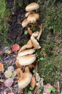 Pholiota squarrosa (Vahl) P. Kumm. 1871 resmi