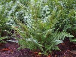 Image of alpine woodfern