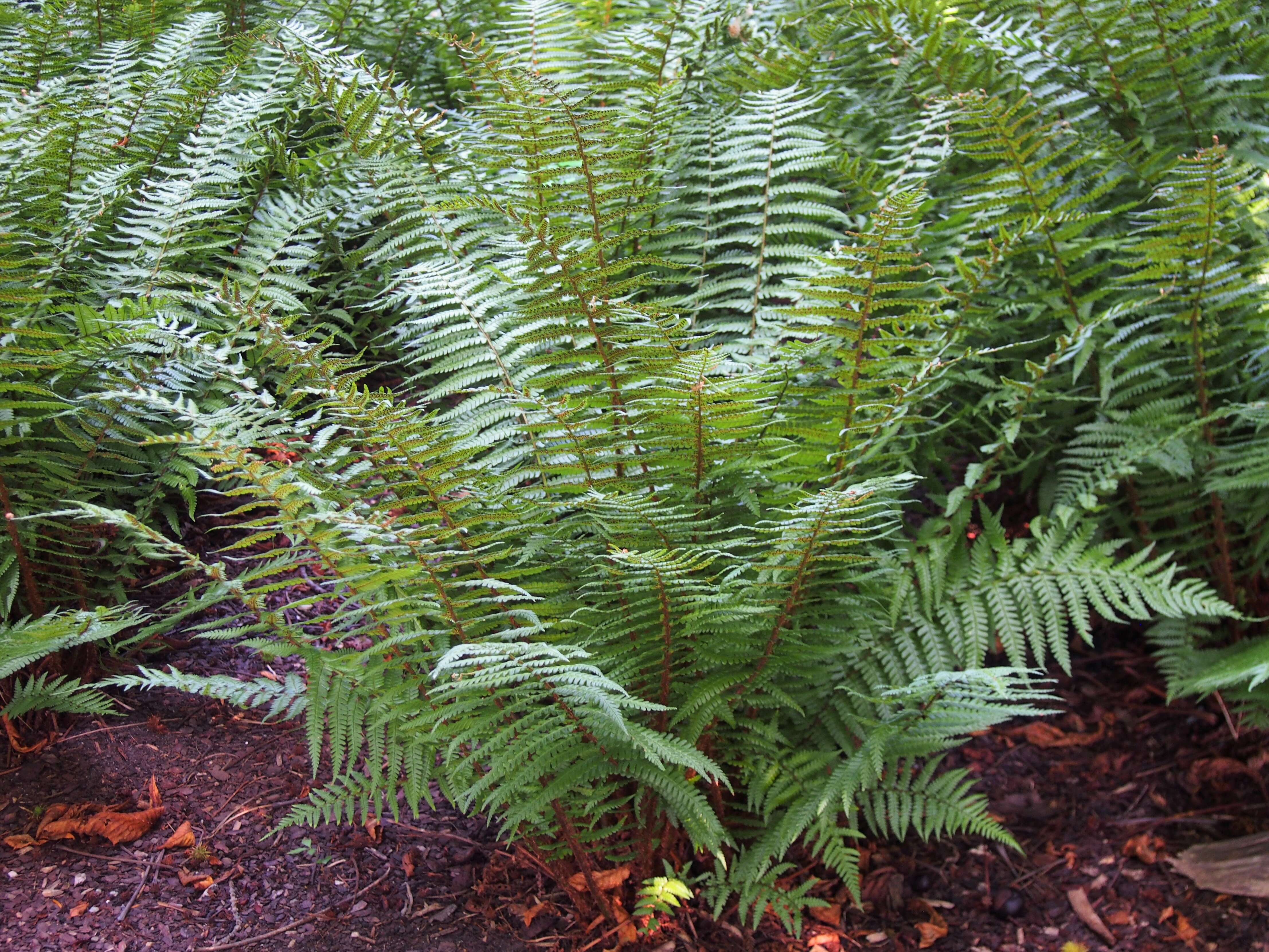 Image of alpine woodfern