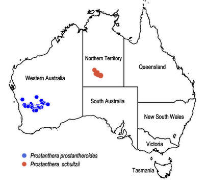 Image of Prostanthera prostantheroides (F. Muell.) T. C. Wilson, Henwood & B. J. Conn