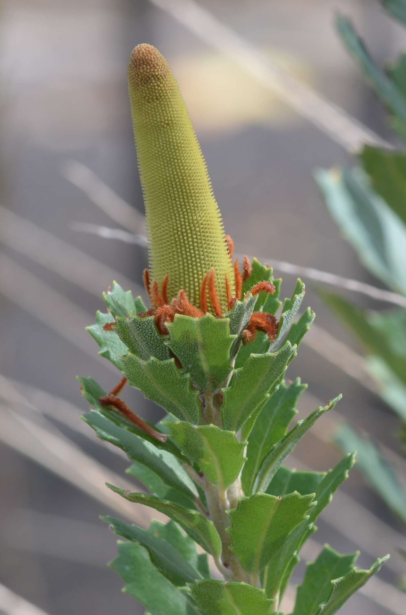 Image of cut-leaf banksia