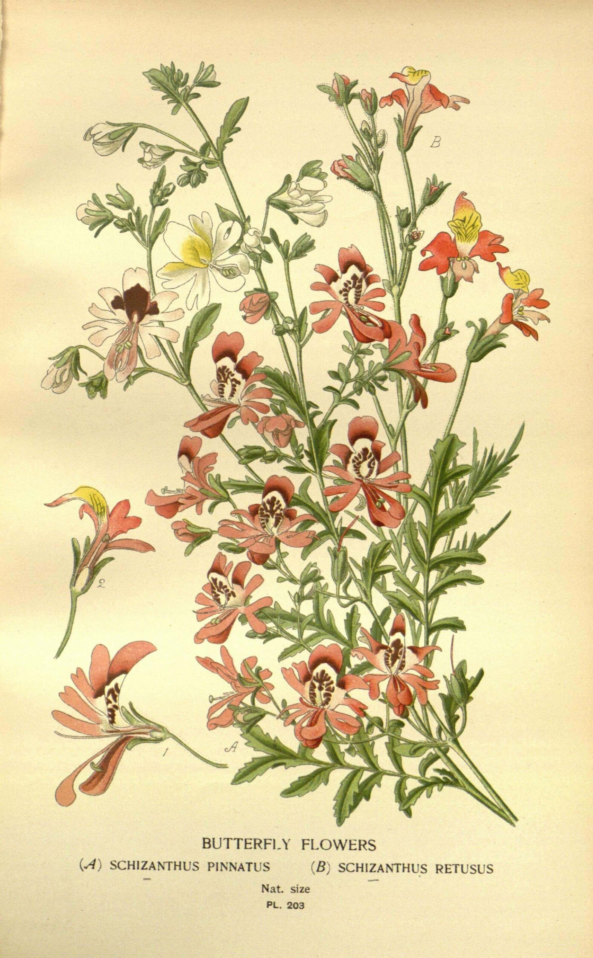 Image of poorman's orchid