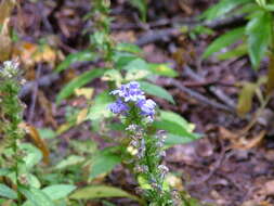 Слика од Lobelia siphilitica L.