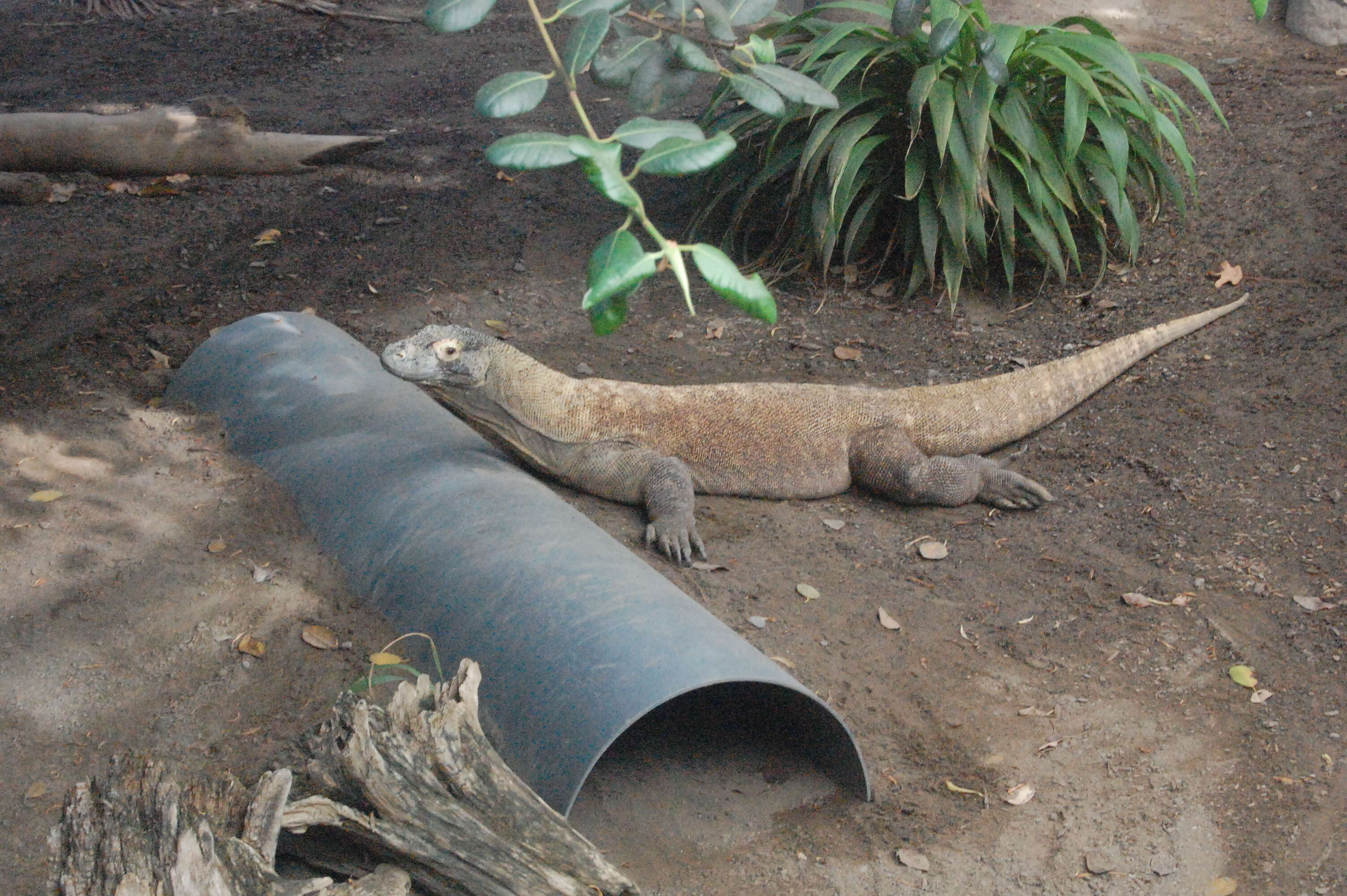 Image of Komodo Dragon