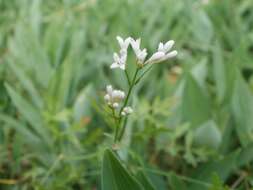 Image of squinancywort