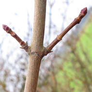 Image of Norway Maple