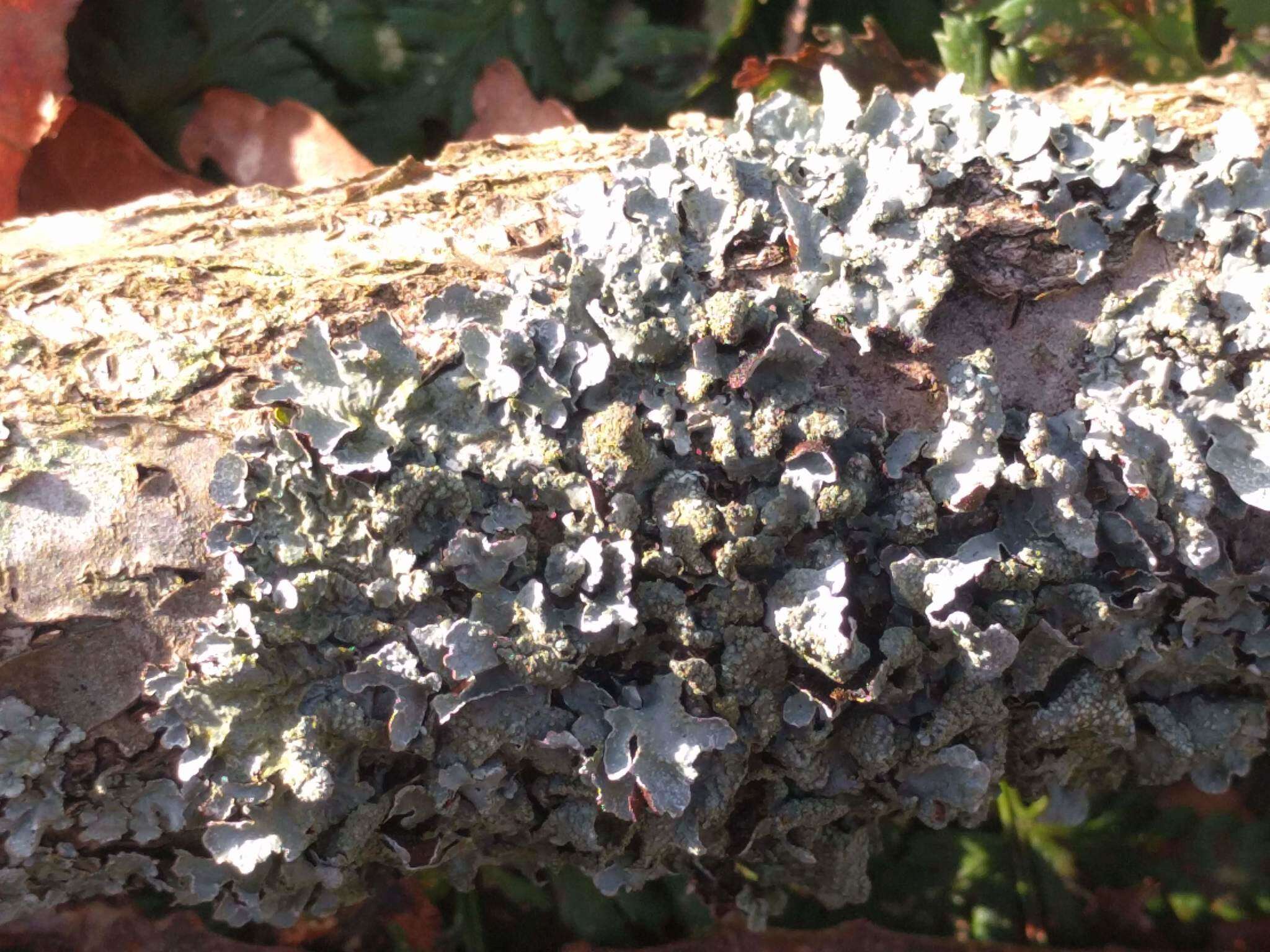 Image of Hammered shield lichen