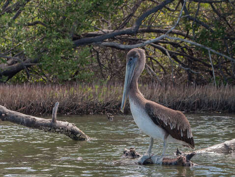 Image of Pelecanus occidentalis occidentalis Linnaeus 1766