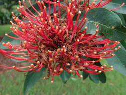 Image of Red silky oak