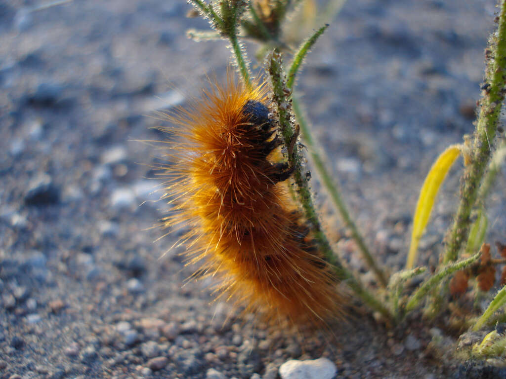 صورة Hylesia nigricans Berg 1875