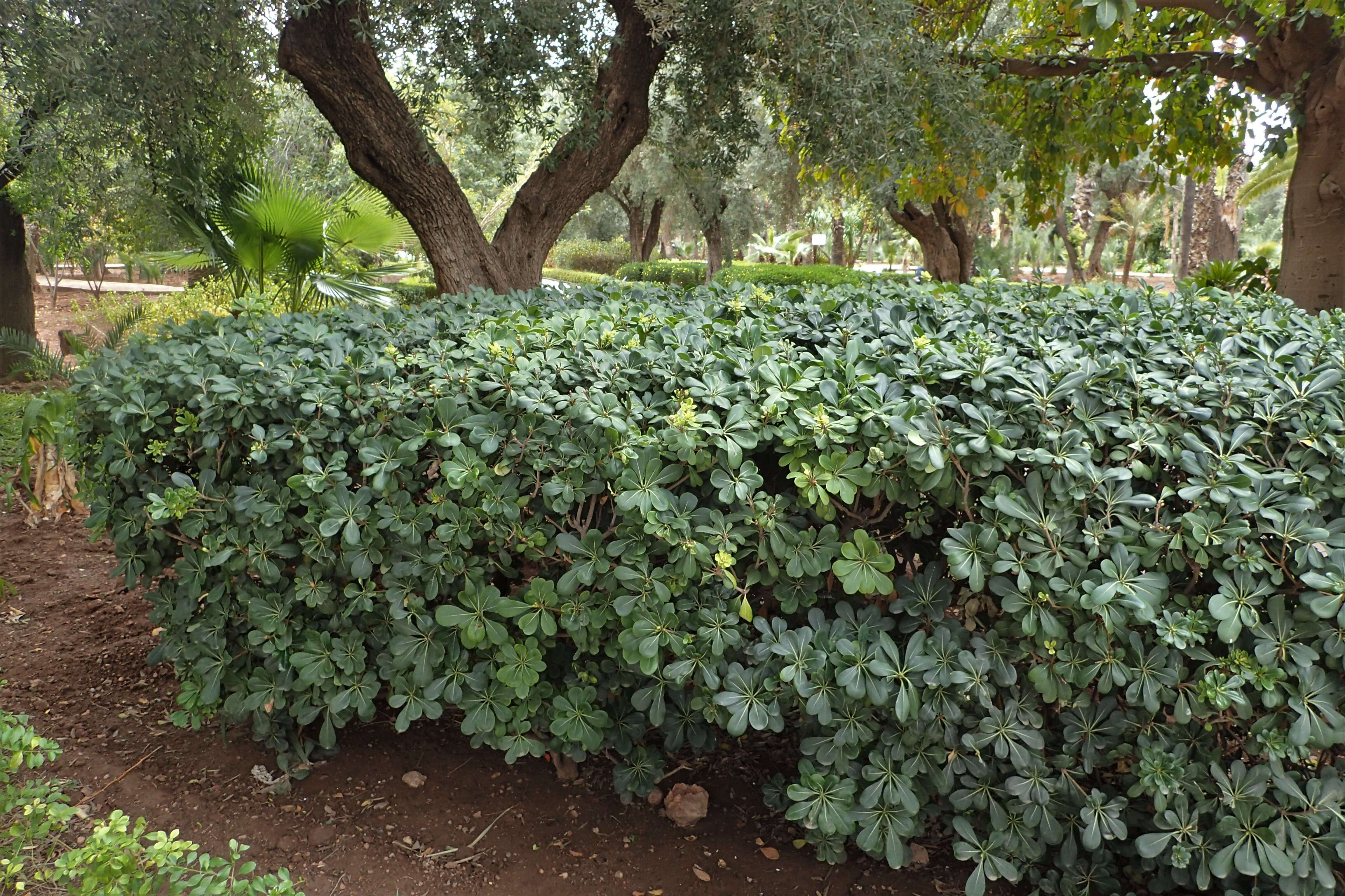 Image de Pittosporum tobira (Murray) Aiton fil.