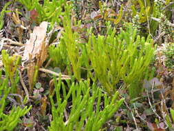 Image of clubmoss