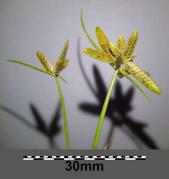 Image of Yellow Flat Sedge