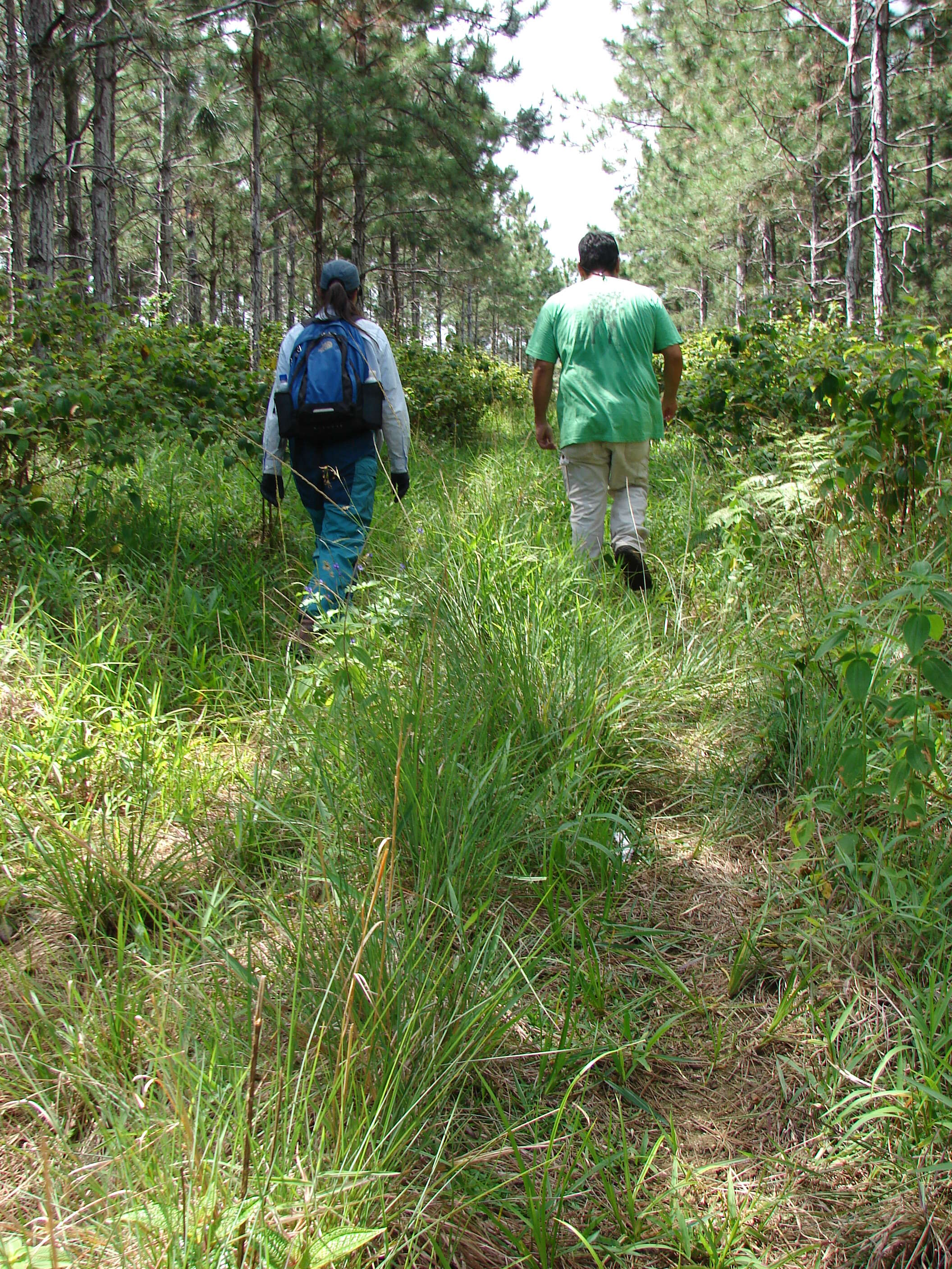 Image of soapbush