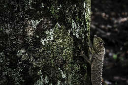 Image of LyreShead Lizard
