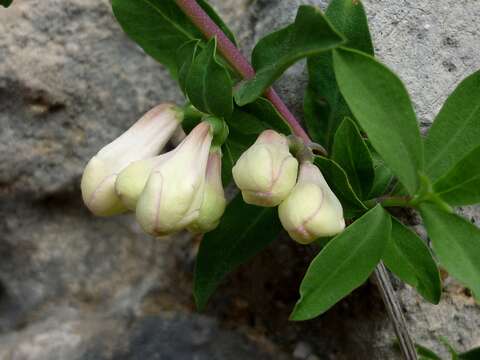 Image of Lonicera pyrenaica L.