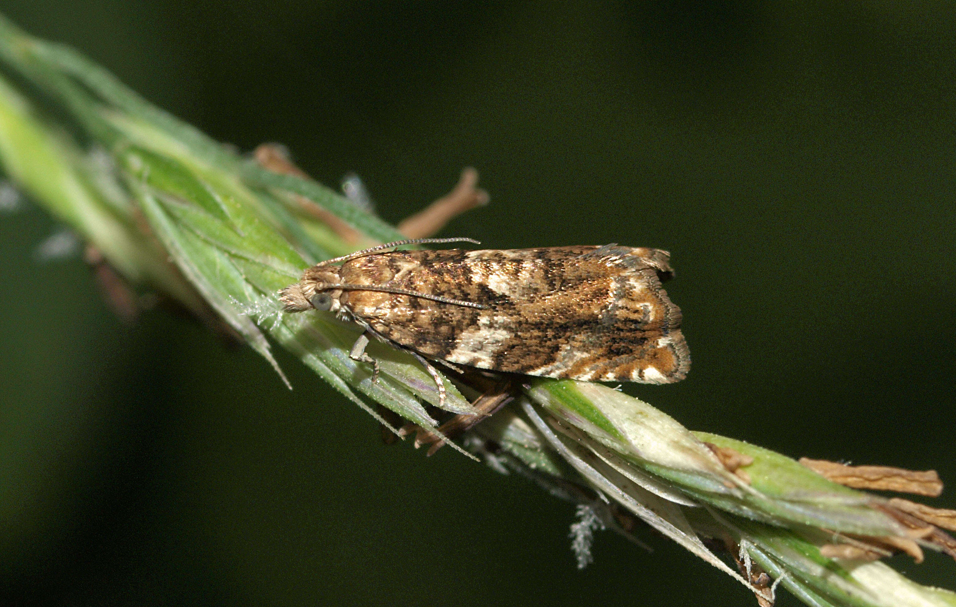 Image of Epinotia abbreviana Fabricius 1794