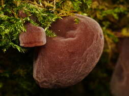 Image of ear fungus