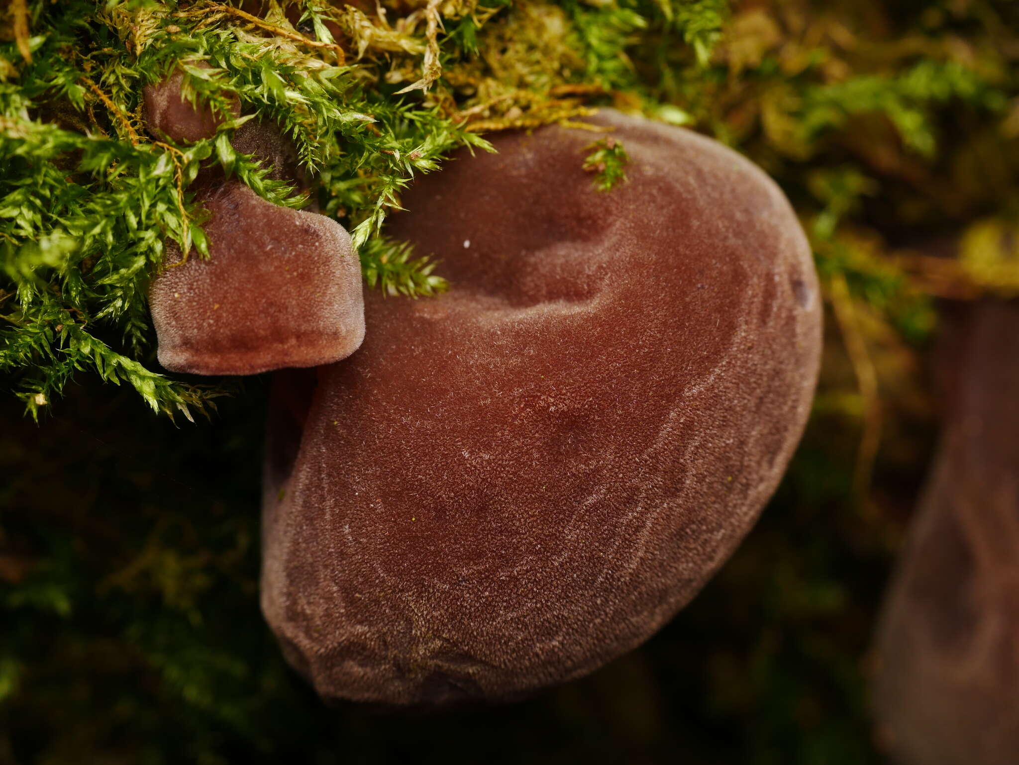 Image of ear fungus