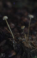 Слика од Mycena epipterygia (Scop.) Gray 1821