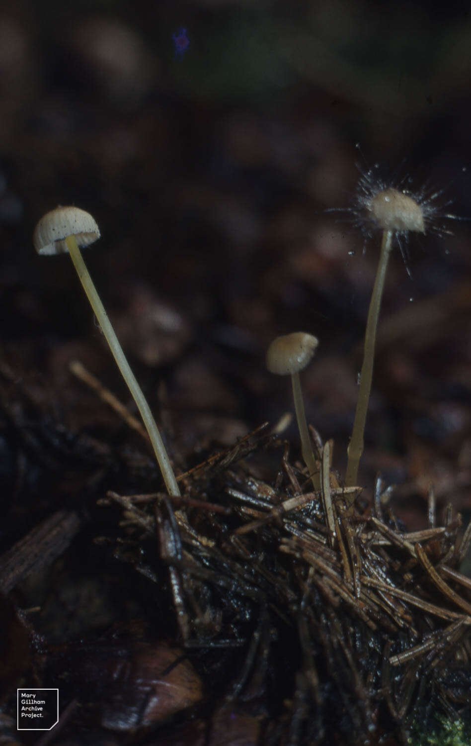 Слика од Mycena epipterygia (Scop.) Gray 1821