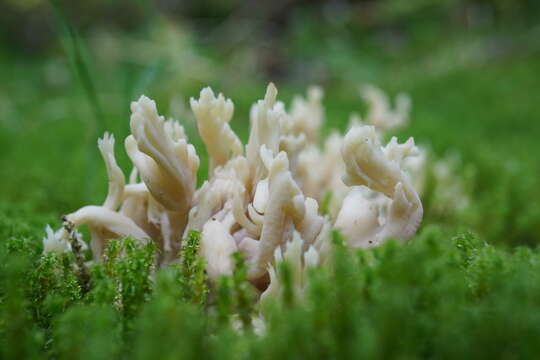 Image of Clavulina coralloides (L.) J. Schröt. 1888