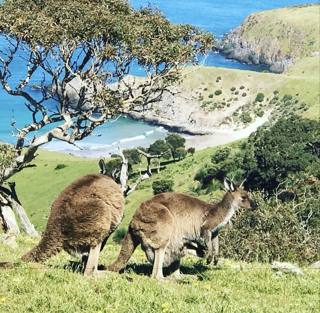 Macropus fuliginosus (Desmarest 1817) resmi