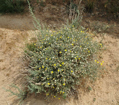 Image of hairy false goldenaster