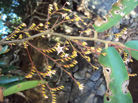 Image of Hopea ponga (Dennst.) D. J. Mabberley