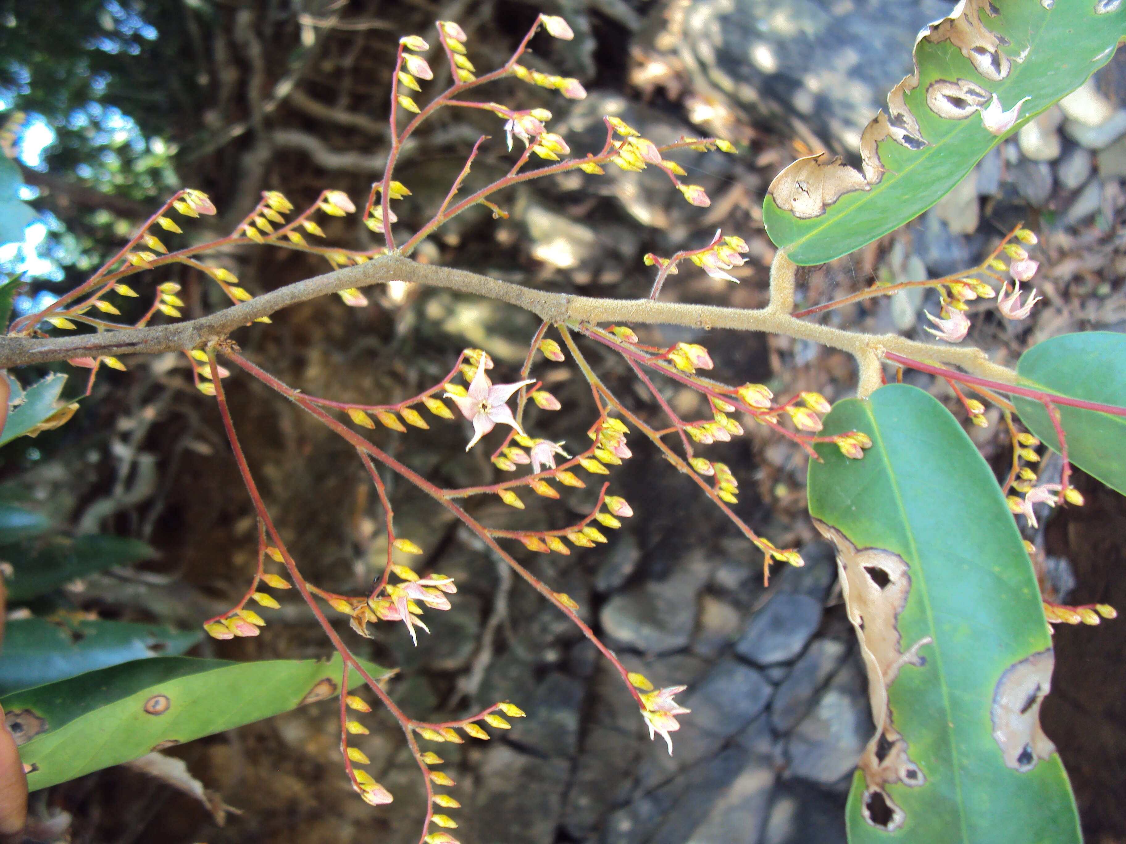 Image of Hopea ponga (Dennst.) D. J. Mabberley