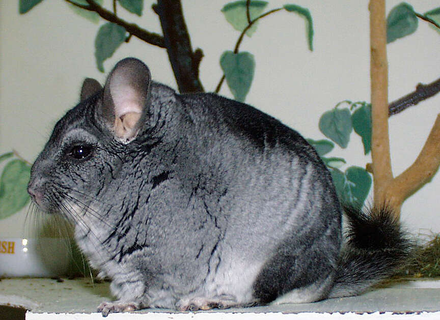 Image of chinchillas and viscachas