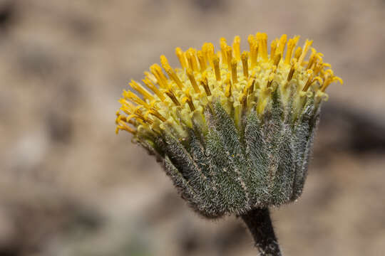 Sivun Encelia nutans Eastw. kuva